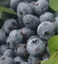 Blueberries Blueberries