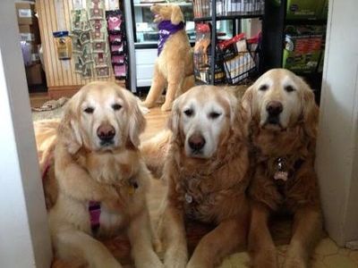 My Best Friend’s Barkery My Best Friend’s Barkery