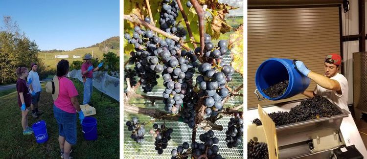 The Exciting Grape Picking at Banner Elk Winery This Fall