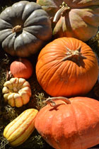 Banner Elk Winery & Villa Pumpkins