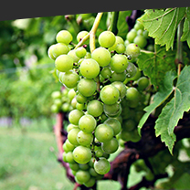 winery & vineyards
