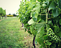 Banner Elk Winery