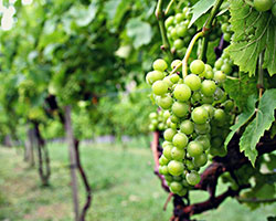 Banner Elk Winery