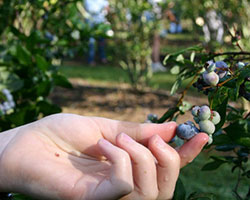 Banner Elk Winery Blueberry